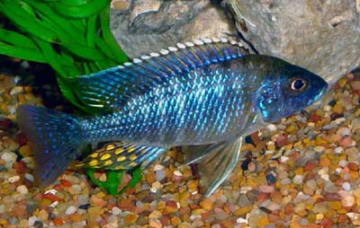 Aulonocara saulosi